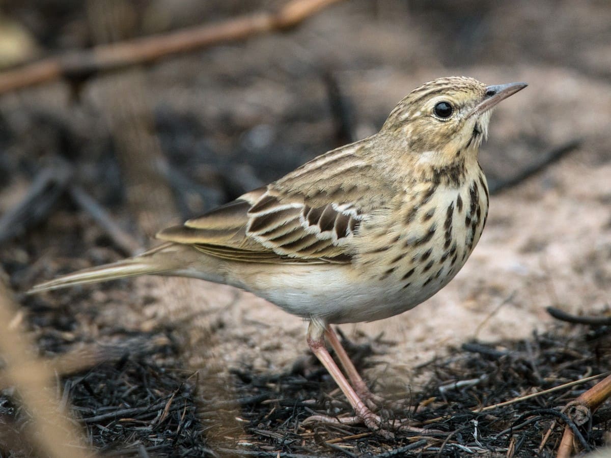 Tree Pipit